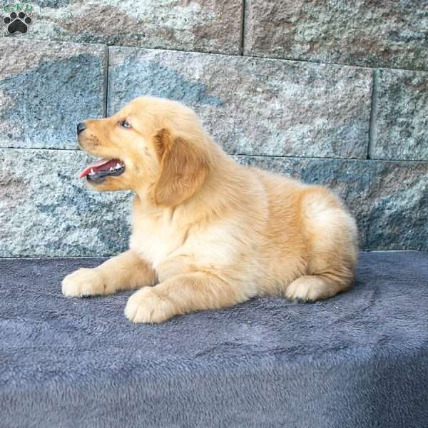 Timmy, Golden Retriever Puppy